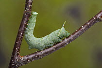 Lime hawkmoth caterpillar (Mimas tiliae) on birch.  Sheffield, England, UK. September