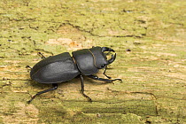 Lesser stag beetle (Dorcus parallelipipedus) on wood, South Yorkshire, England, UK, August.