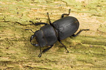 Lesser stag beetle (Dorcus parallelipipedus) on wood, South Yorkshire, England, UK, August.
