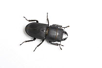 Lesser stag beetle (Dorcus parallelipipedus) on white background, South Yorkshire, England, UK, August.