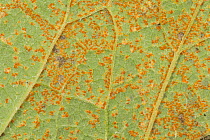 Butterbur rust (Coleosporium petasites) Derbyshire, England, UK, August.