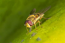 Hoverfly (Syrphus ribesii) male, feeding on honeydew, Derbyshire, England, UK.