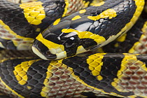Mandarin rat snake (Euprepiophis mandarinus) close up portrait. Captive, native to China and parts of South East Asia.
