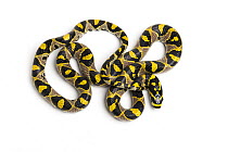 Mandarin rat snake (Euprepiophis mandarinus) on white background. Captive, native to China and parts of SE Asia.