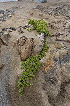 Sea-milkwort (Glaux maritima) growing on rocks, Norwick, Unst, Shetlands, Scotland, UK, June.
