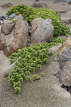 Sea-milkwort (Glaux maritima) growing on rocks, Norwick, Unst, Shetlands, Scotland, UK, June.