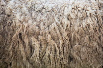Shetland sheep, close up of fleece, Unst, Shetlands, Scotland. June.