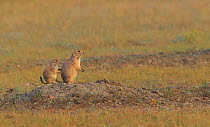 Black tailed prairie dog (Cynomys ludovicianus) mother and pup at burrow entrance, Grasslands National Park, Saskatchewan, Canada, July.