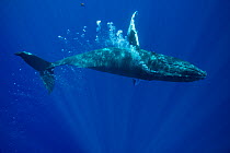 Humpback whale (Megaptera novaeangliae) lone female playing, blowing bubble stream, Kona, Hawaii, USA.