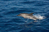 Striped dolphin (Stenella coeruleoalba) jumping, Pelagos Sanctuary for Mediterranean Marine Mammals, Italy. Ligurian Sea, Mediterranean Sea.