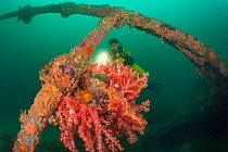 Diver examining  soft corals (Dendronephthya sp) growing on the wreck of the San Quentin, a Spanish gunboat sunk in 1898 during the Spanish-American War. Between Grande and Chiquita Islands at the ent...