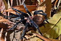Blue tarantula (Xenesthis sp) captive, occurs in Venezuela