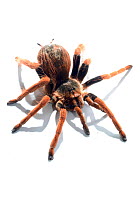 Columbian red-leg tarantula (Megaphobema robusta) on white background. Captive, occurs in Columbia