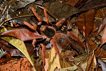 Columbian red-leg tarantula (Megaphobema robusta) captive, occurs in Columbia