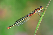Small red damselfly (Ceriagrion tenellum) at rest. Dorset, UK August.