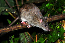 Brown rat (Rattus norvegicus) climbing in hedge. Dorset, UK, August.