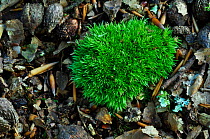 Cushion moss (Leucobryum glaucum) moss. New Forest, Hampshire, UK September.