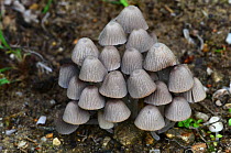 Fairies' bonnets toadstools (Coprinellus disseminatus) Dorset, UK August.