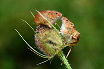 Harvest mice (Micromys minutus) on teasel seed head. Dorset, UK, August. Captive.