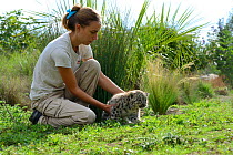 Veterinarian with baby Snow leopard (Panthera uncia) at Zoo La Boissiere du Dore, France. September 2014.