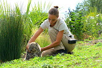 Veterinarian with baby Snow leopard (Panthera uncia) at Zoo La Boissiere du Dore, France. September 2014.