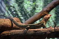 Northern caiman lizard (Dracaena guianensis) feeding on snail, captive, occurs in South America.