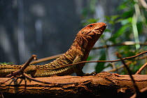 Northern caiman lizard (Dracaena guianensis) feeding on snail, captive, occurs in South America.