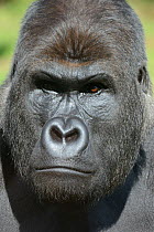 Western lowland gorilla (Gorilla gorilla gorilla) male head portrait,  captive in zoo, native to west Africa.