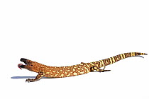 Mexican beaded lizard (Heloderma horridum) captive, endemic to Mexico. Venomous species