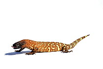 Mexican beaded lizard (Heloderma horridum) captive, endemic to Mexico. Venomous species