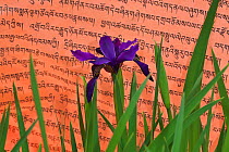 Black iris (Iris chrysographes) in front of prayer flag,  Mount Namjagbarwa, Yarlung Zangbo Grand Canyon National Park, Tibet, China.