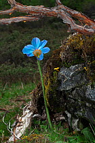 Blue poppy (Meconopsis simplicifolia),  Mount Namjagbarwa, Yarlung Zangbo Grand Canyon National Park, Tibet, China.