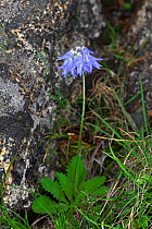 Primula flower (Primula cawdoriana),  Mount Namjagbarwa, Yarlung Zangbo Grand Canyon National Park, Tibet, China.