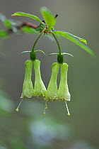 Flowering plant (Lonicera saccata),  Mount Namjagbarwa, Yarlung Zangbo Grand Canyon National Park, Tibet, China.