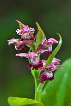 Orchid flower (Orchis wardii),  Mount Namjagbarwa, Yarlung Zangbo Grand Canyon National Park, Tibet, China.