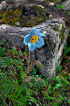 Blue poppy (Meconopsis pseudohorridula),  Mount Namjagbarwa, Yarlung Zangbo Grand Canyon National Park, Tibet, China.