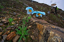 Blue poppy (Meconopsis betonicifolia), Segrila Pass, Mount Namjagbarwa, Yarlung Zangbo Grand Canyon National Park, Tibet, China.