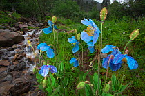 Blue poppy (Meconopsis betonicifolia),  Mount Namjagbarwa, Yarlung Zangbo Grand Canyon National Park, Tibet, China.