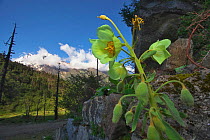 Panicled yellow poppy flower, (Meconopsis paniculata),  Mount Namjagbarwa, Yarlung Zangbo Grand Canyon National Park, Tibet, China.