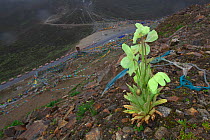 Meconopsis flower (Meconopsis sp), on slope with prayer flags in the valley below. Segrila Pass, Mount Namjagbarwa, Yarlung Zangbo Grand Canyon National Park, Tibet, China.