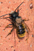 Red mason bee (Osmia bicornis / Osmia rufa) infested with Hairy-footed mites (Chaetodactylus) Belgium, April