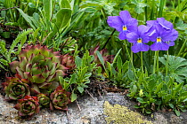 Common houseleek (Sempervivum tectorum) and Long-spurred violet (Viola calcarata) in flower, Val Veny, Italian Alps, Italy, June