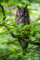 Long-eared owl (Asio otus) perched in tree in forest, Bavarian Forest National Park, Germany, May. Captive.