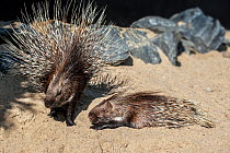 Two Indian crested porcupines / Indian porcupine (Hystrix indica), native to southern Asia and the Middle East, captive
