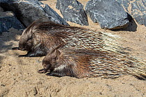 Two Indian crested porcupines (Hystrix indica) resting, captive, native to southern Asia and the Middle East.