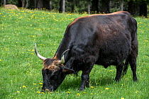 Heck cattle (Bos domesticus) grazing in meadow. Part of a program to breed back the extinct prehistoric aurochs (Bos primigenius2, Bavarian Forest National Park, Germany, May. Captive.