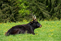 Heck cattle (Bos domesticus) resting in field. Part of a program to breed back the extinct prehistoric aurochs (Bos primigenius2, Bavarian Forest National Park, Germany, May. Captive.
