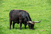 Heck cattle (Bos domesticus) grazing in meadow. Part of a program to breed back the extinct prehistoric aurochs (Bos primigenius2, Bavarian Forest National Park, Germany, May. Captive.