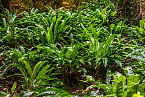 Hart's-tongue fern (Asplenium scolopendrium) La Brenne, France, June.
