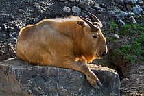 Golden takin (Budorcas taxicolor bedfordi) resting on rocks, captive, native to the Peoples Republic of China and Bhutan.